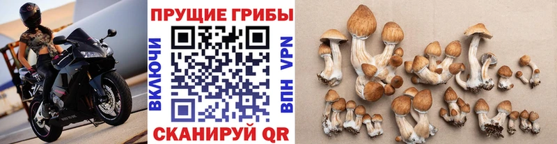 Псилоцибиновые грибы Psilocybe  Купить где  Верхняя Тура 